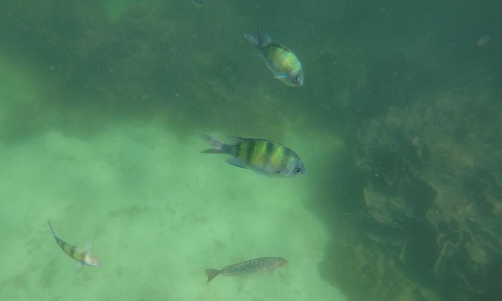 パヤ島の熱帯魚