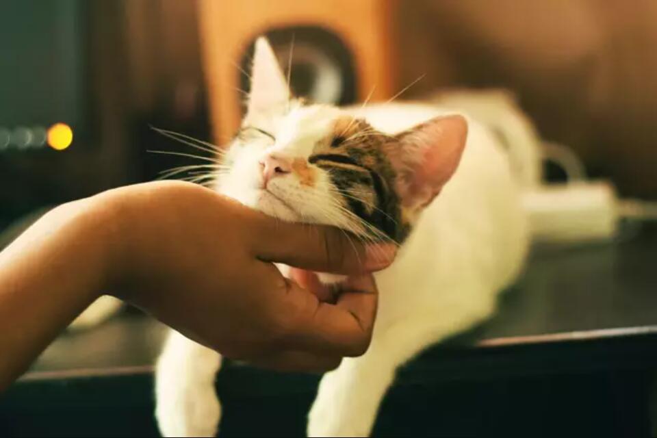 ペットと戯れる