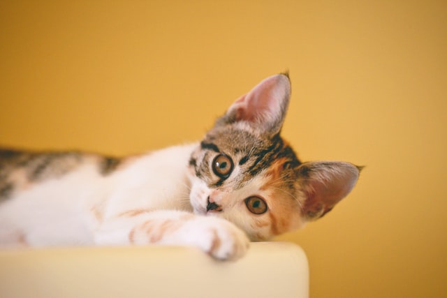 1匹の猫