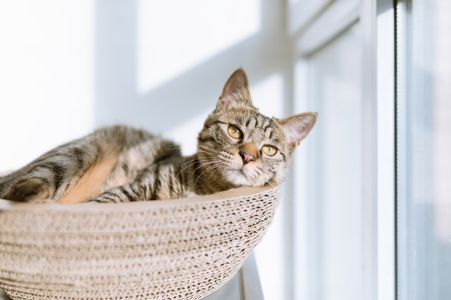ボンヤリする猫