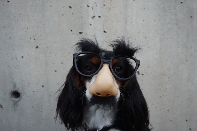 犬とメガネ