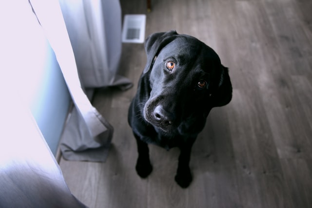犬の疑問顔