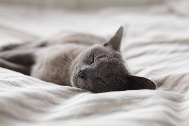 猫の居眠り