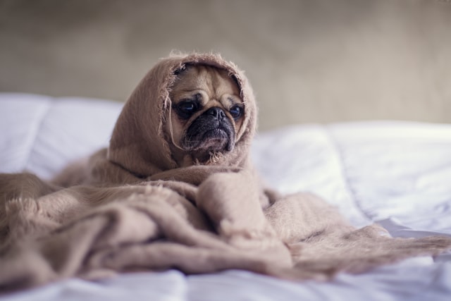 犬の居眠り